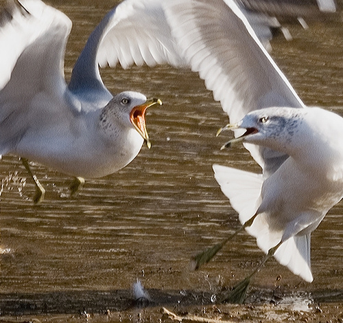 2099422313_806bf91323