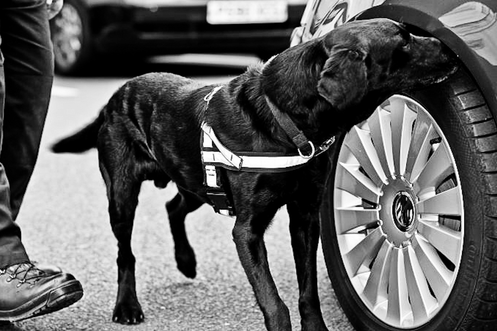 police-chien-defense-1