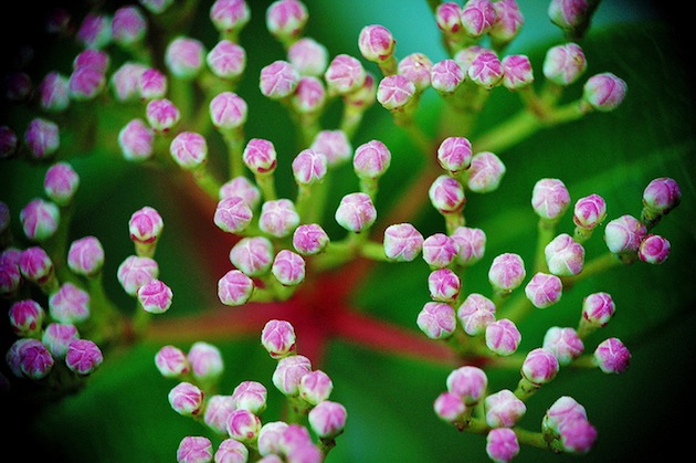 chronique-copyright-droit-auteur-calimaq-owni-culture-libre-4-cc-Seaturtle-via-flickr